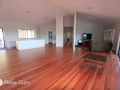 Flooded Gum Rose Gum 2