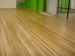 New England blackbutt 1 New England blackbutt 1